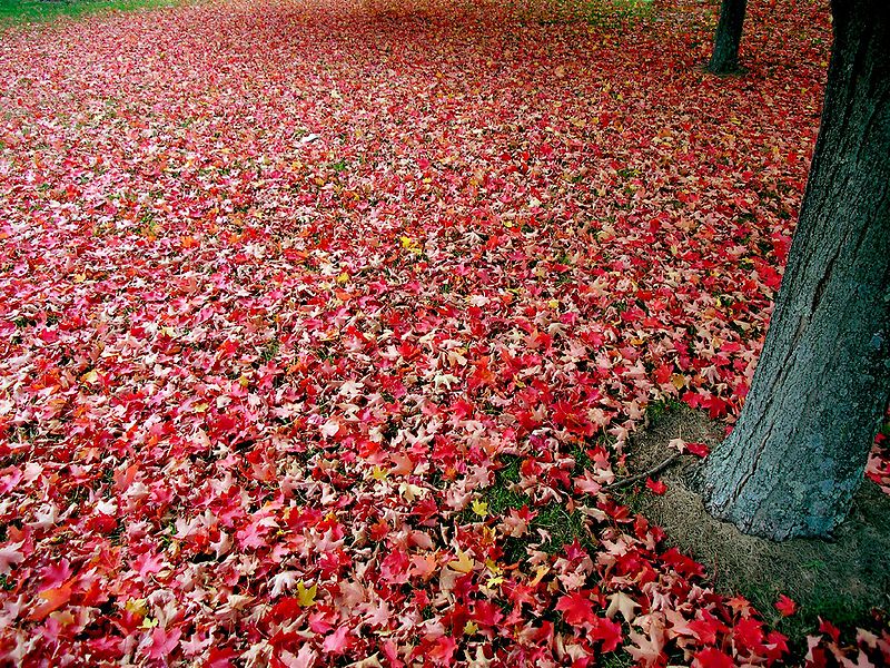 red and orange autumn leaves from wikimedia commons