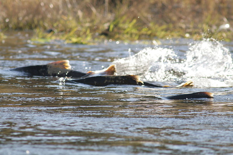 Salmon swimming upstream from Wikimedia commons