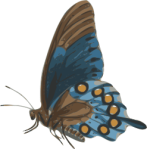 openclipart - butterfly